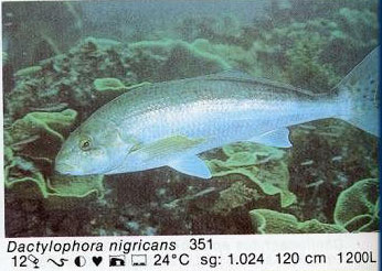 Dactylophora nigricans